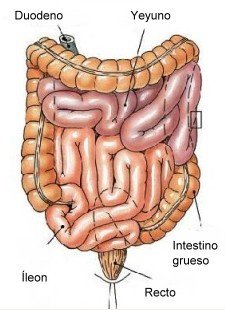 intestino grueso