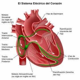 sistema eléctrico cardíaco